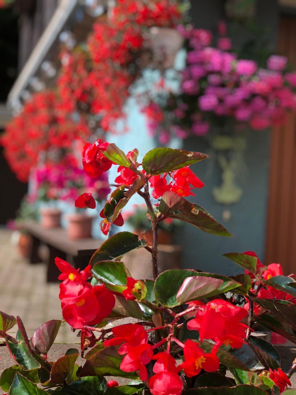 Haus-Erzberg Bed & Breakfast Vordernberg Exterior photo